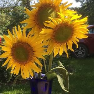 Meet your Posher, Denise